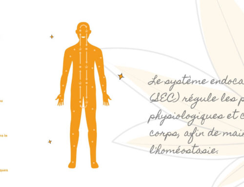 Qu’est ce que le système endocannabinoïde ?